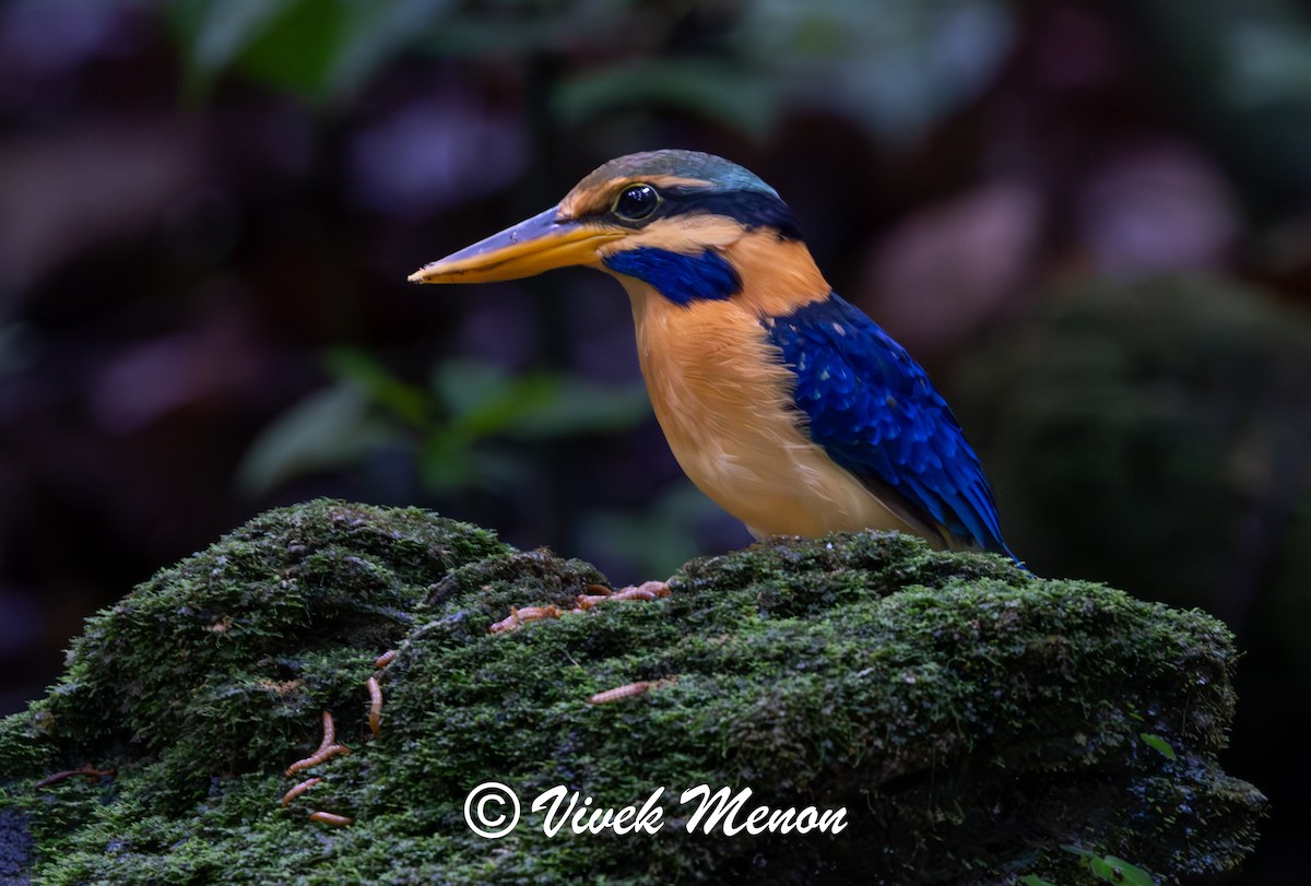 Rufous-collared Kingfisher - ML623824272