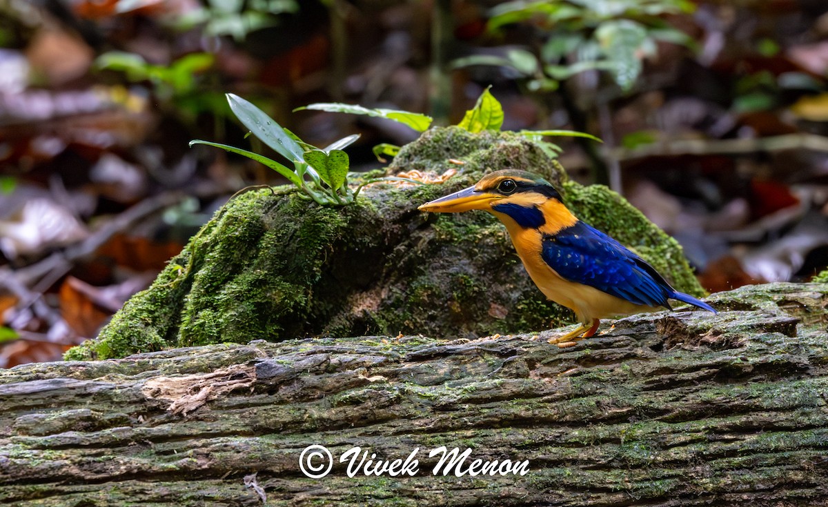 Rufous-collared Kingfisher - ML623824273