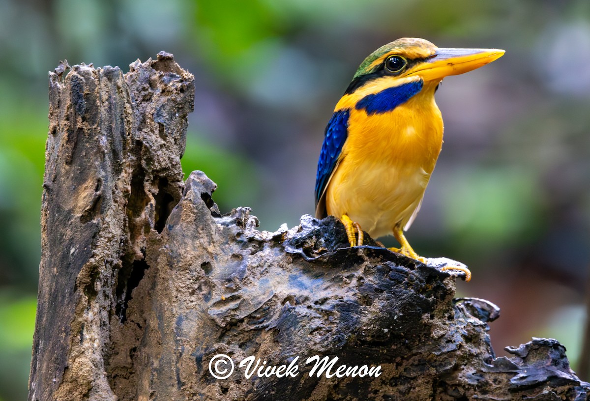 Rufous-collared Kingfisher - ML623824274