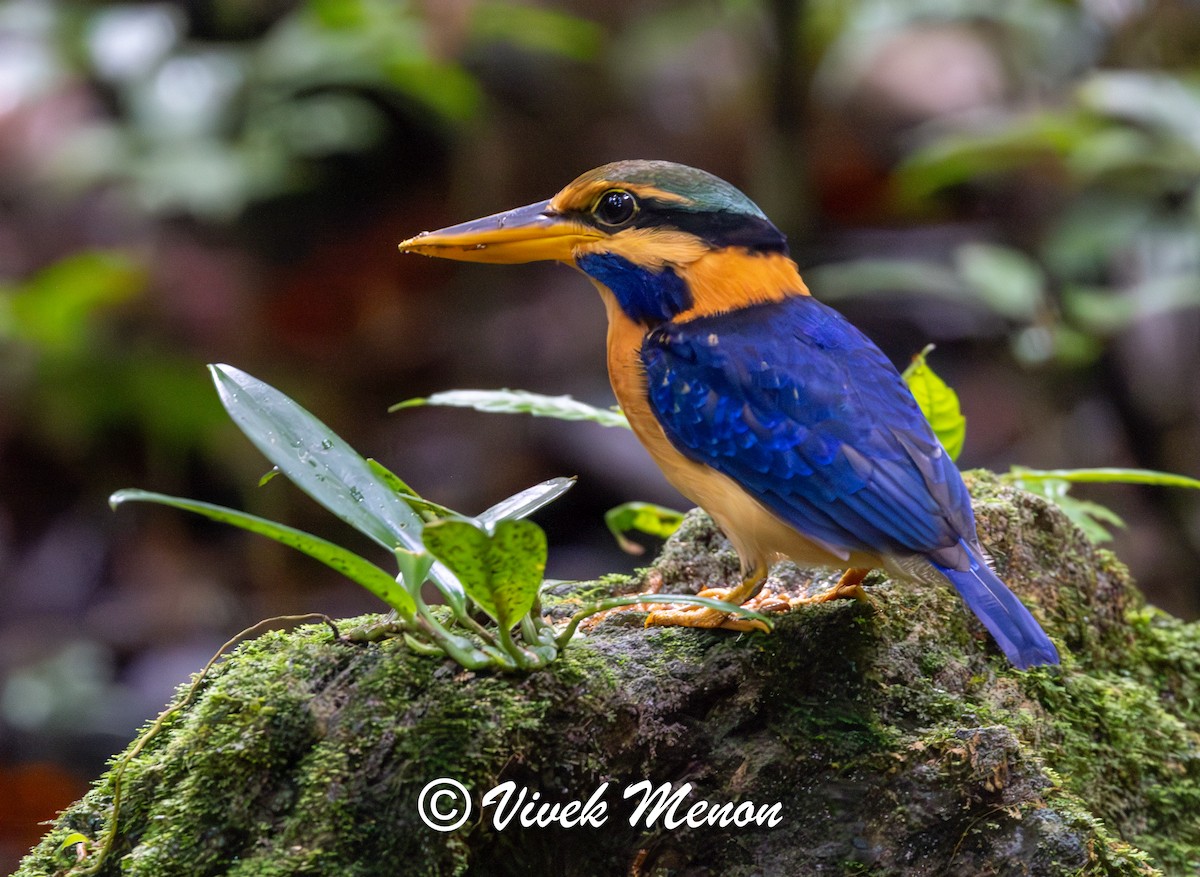 Rufous-collared Kingfisher - ML623824275