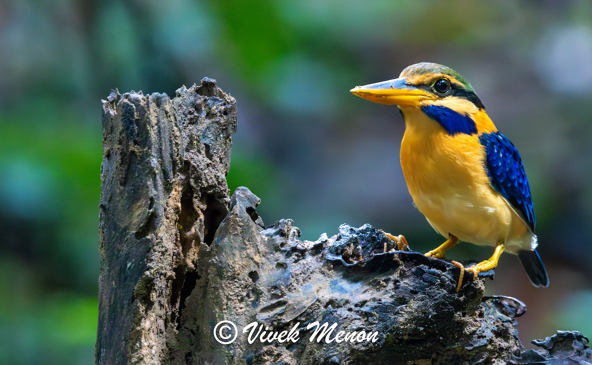 Rufous-collared Kingfisher - ML623824276