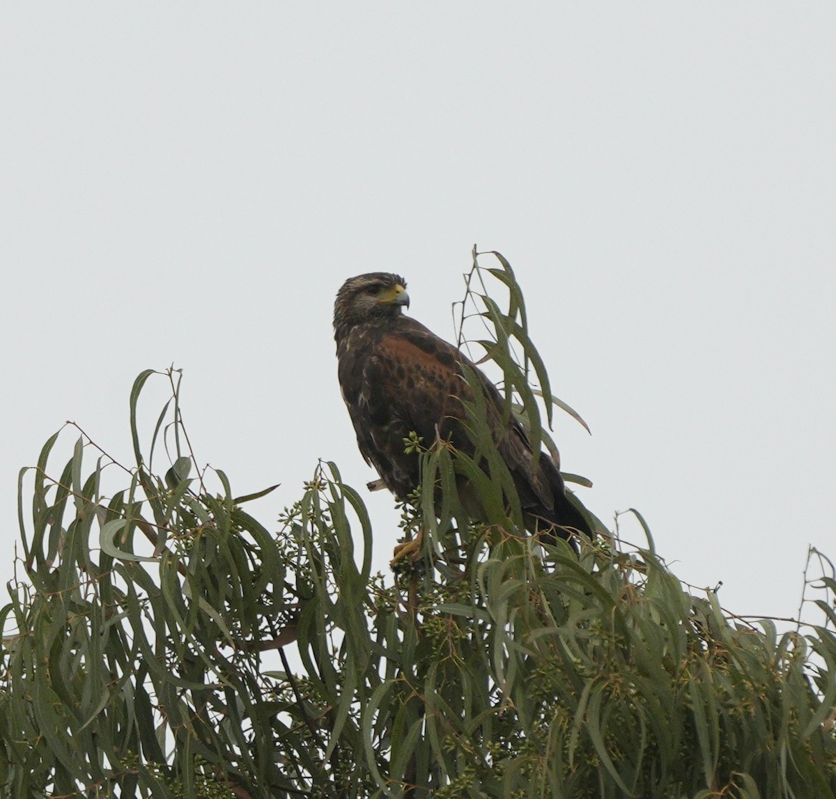 Harris's Hawk - ML623824287