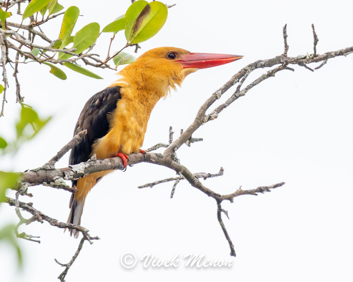 Brown-winged Kingfisher - Vivek Menon