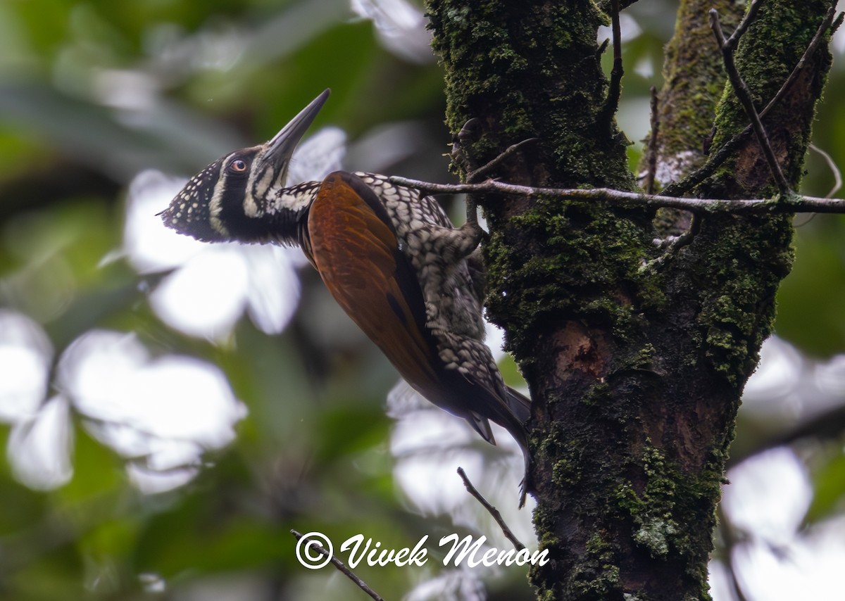 Greater Flameback - ML623824312