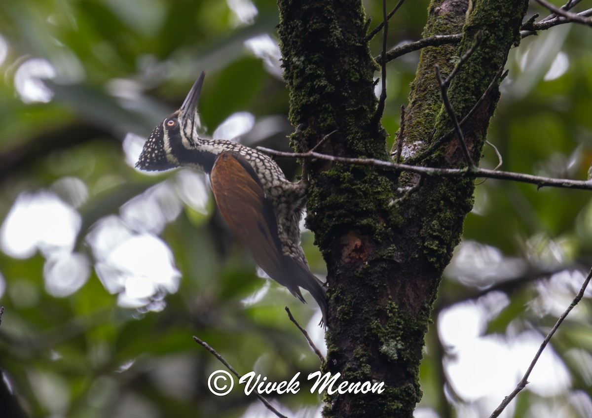 Greater Flameback - ML623824313