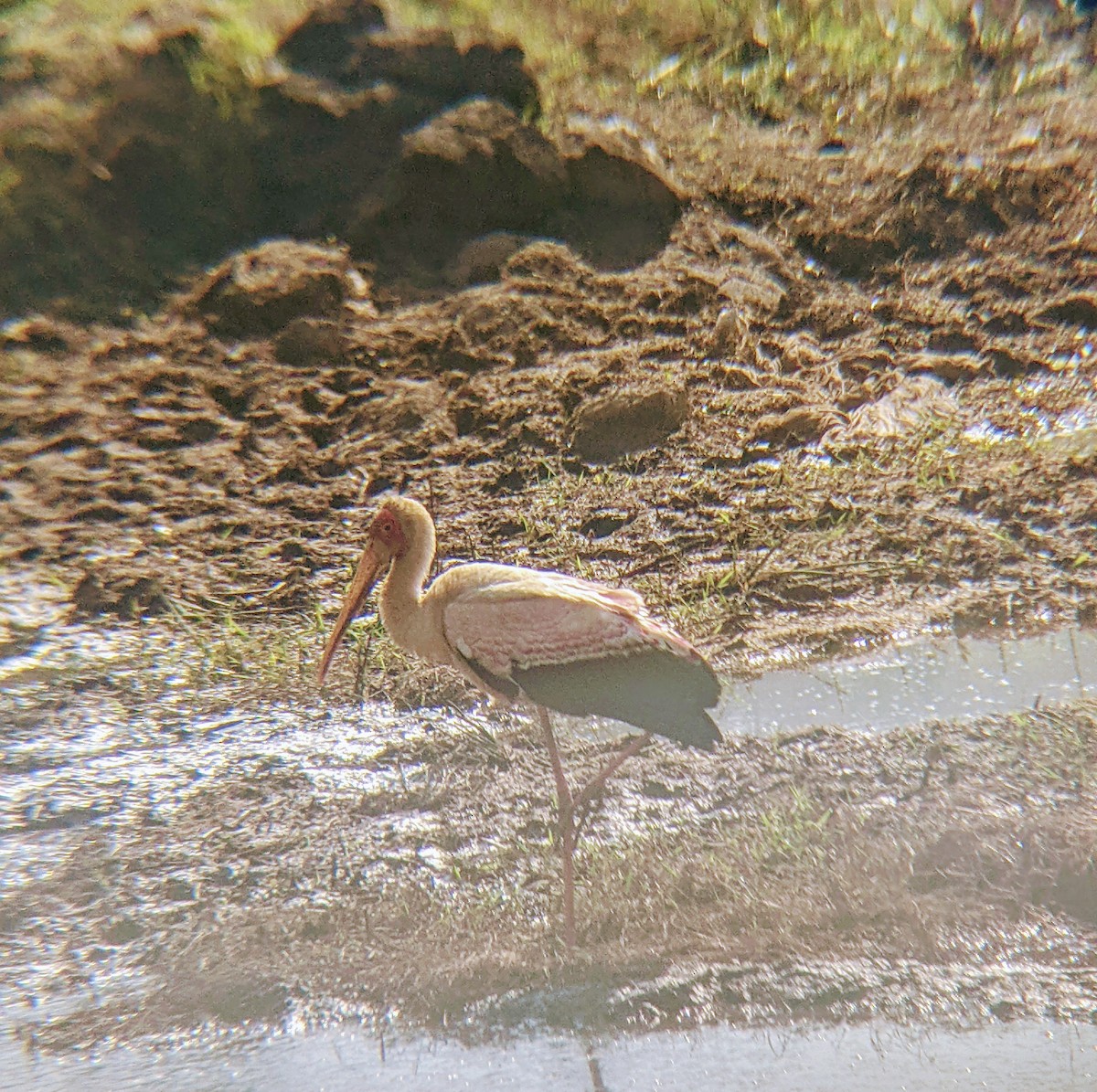 Yellow-billed Stork - ML623824338