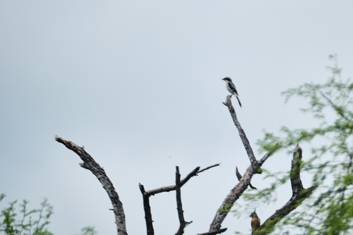 Loggerhead Shrike - ML623824405