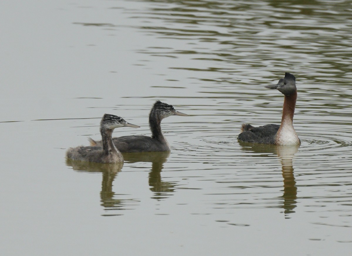 Great Grebe - ML623824442