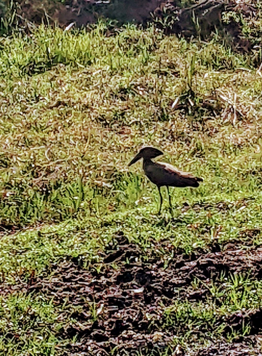 Hamerkop - ML623824474