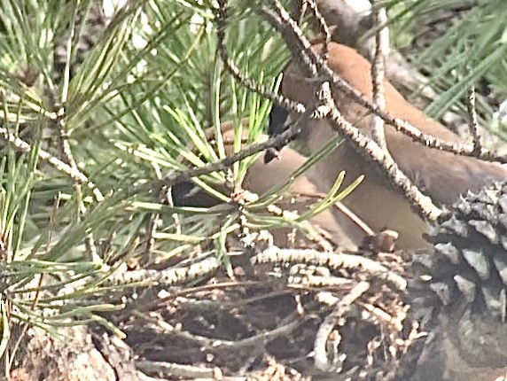 Cedar Waxwing - ML623824506