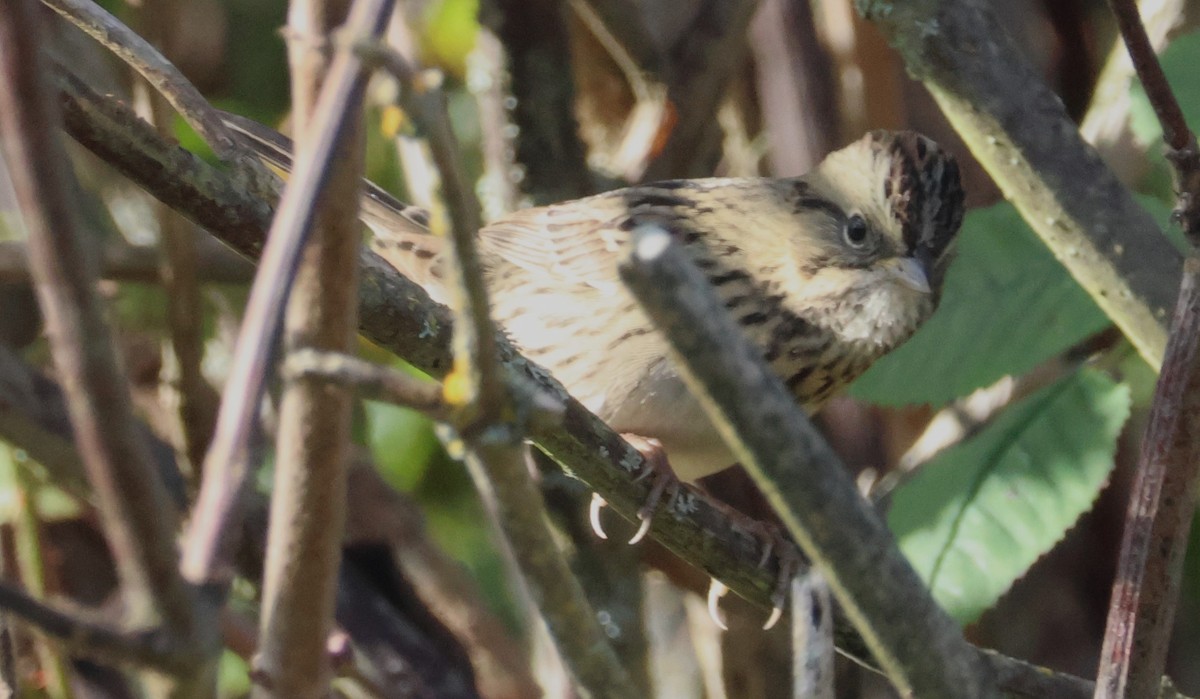 Lincoln's Sparrow - ML623824508