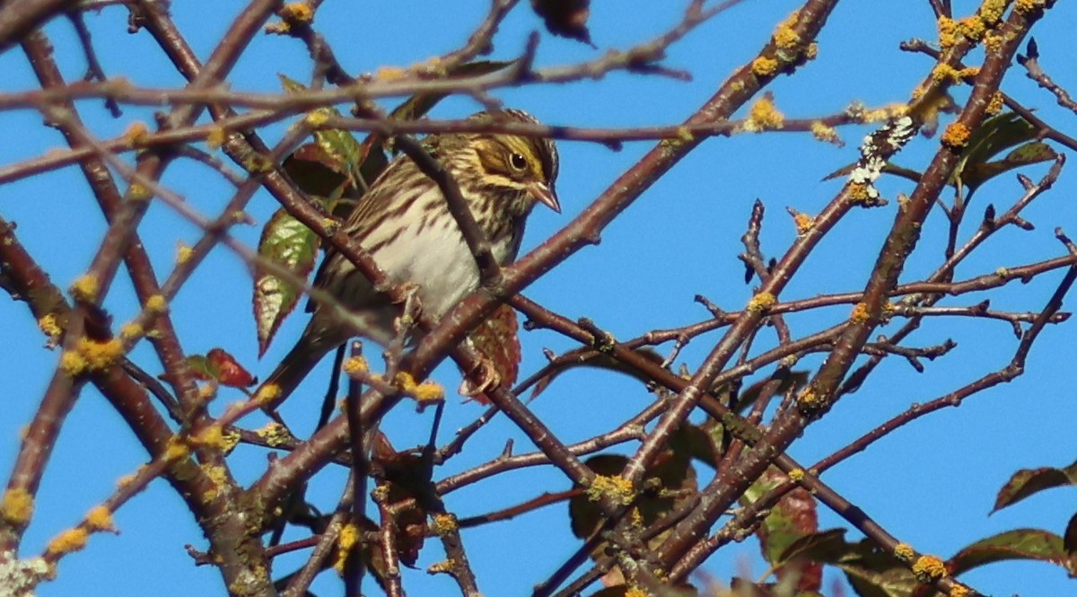 Savannah Sparrow - ML623824523