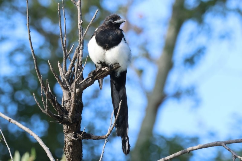 Black-billed Magpie - ML623824555