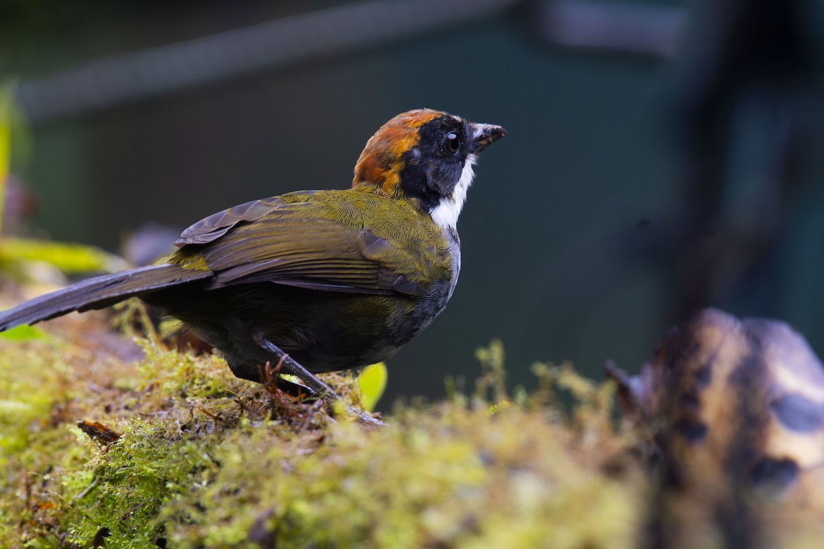 Chestnut-capped Brushfinch - Leonel Lepiz