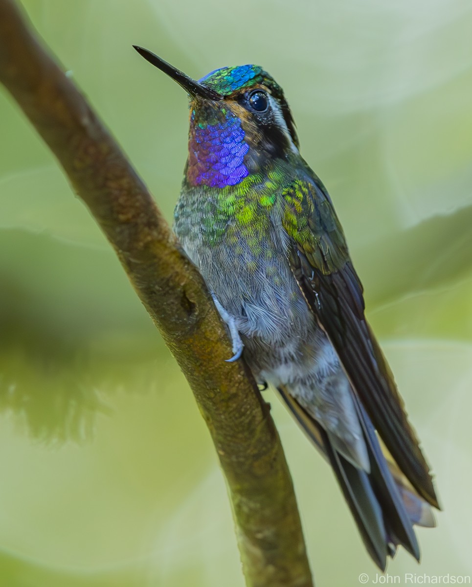 Purple-throated Mountain-gem - ML623824577