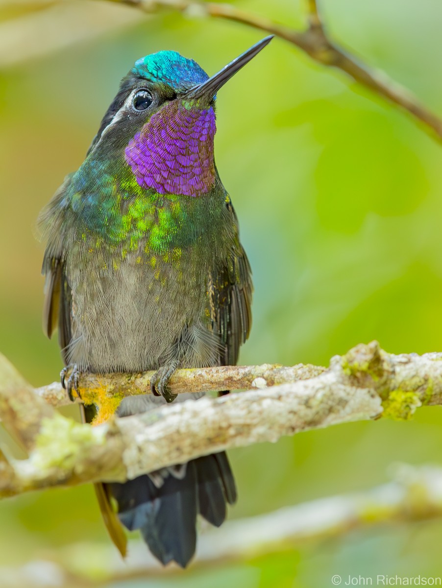 Purple-throated Mountain-gem - ML623824578