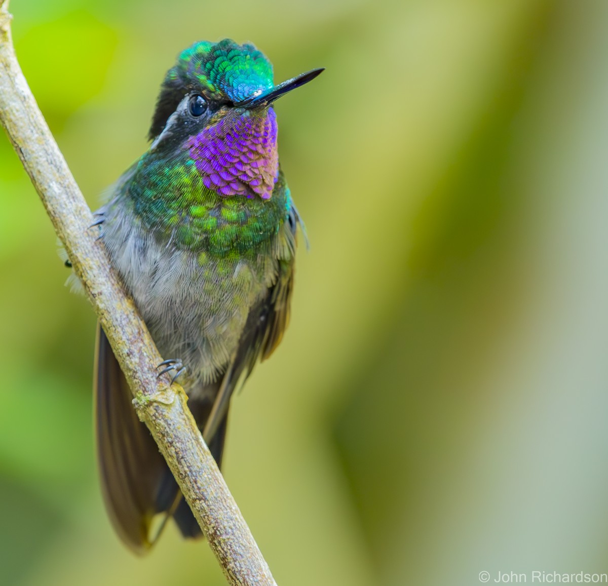 Purple-throated Mountain-gem - ML623824579