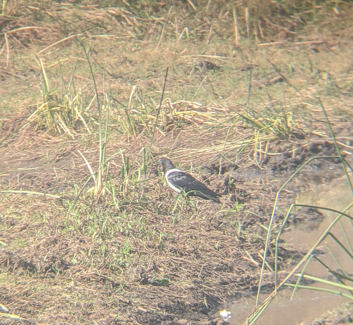 Pied Crow - ML623824590