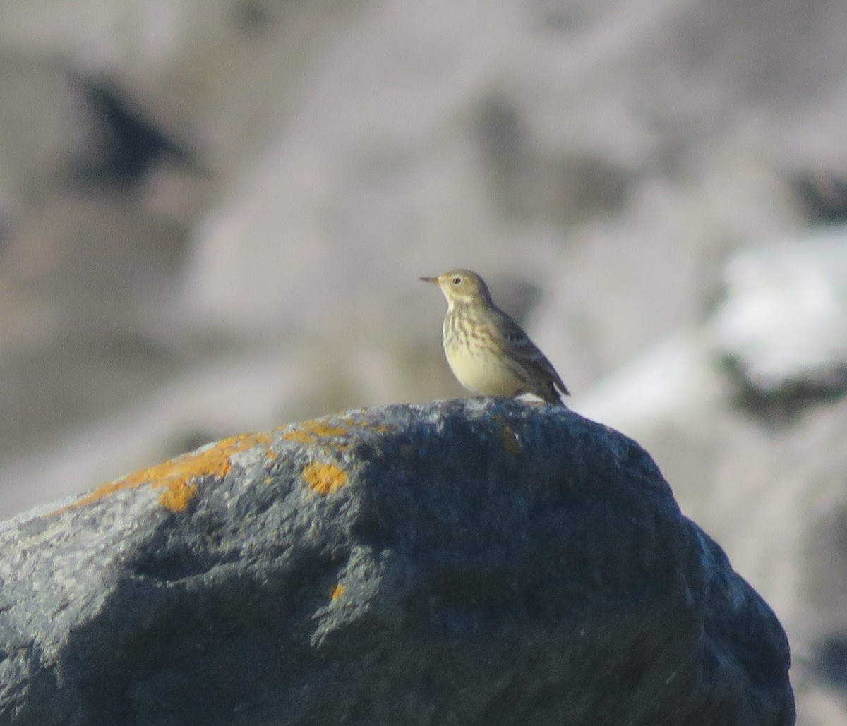 American Pipit - ML623824597