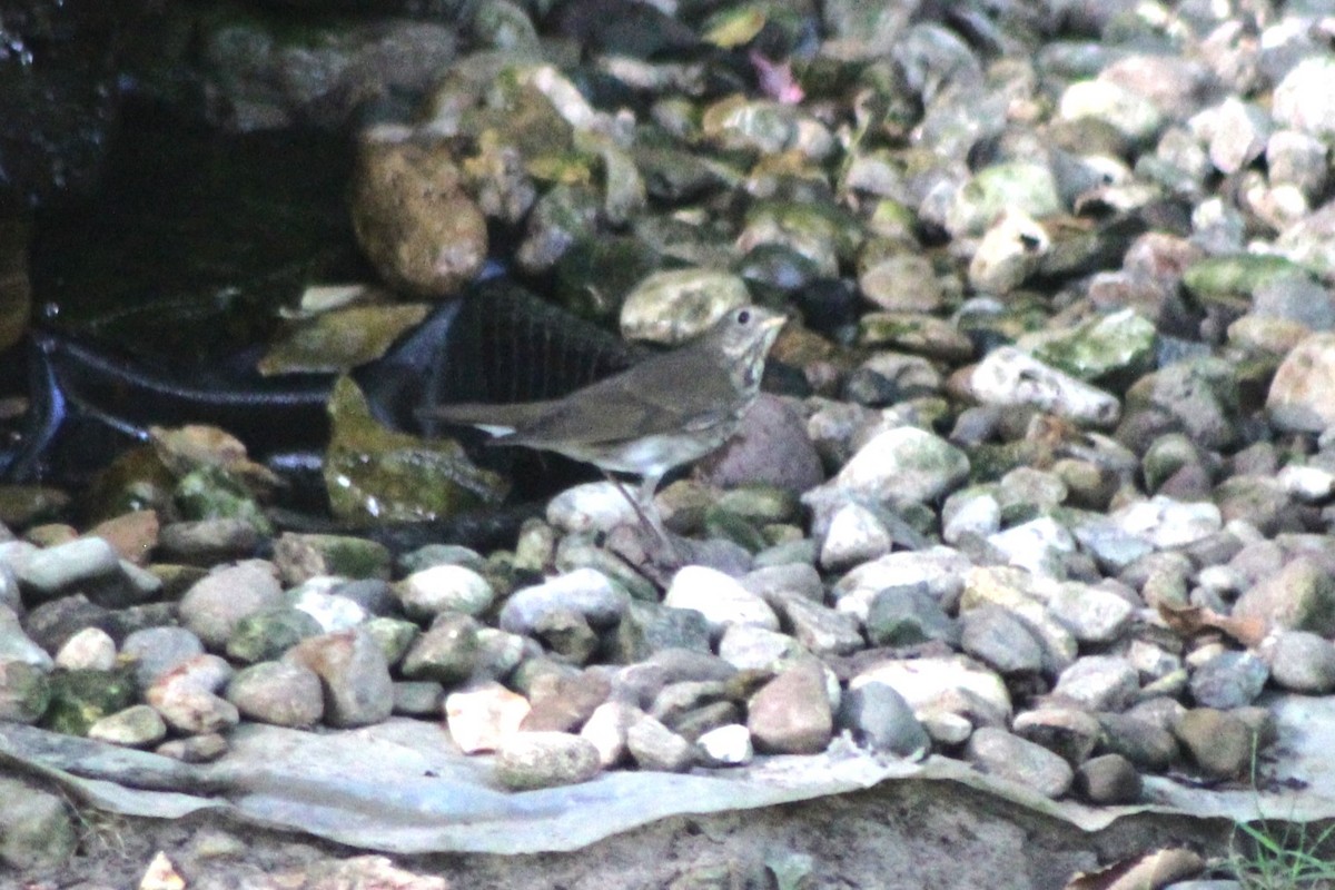 Gray-cheeked Thrush - ML623824610