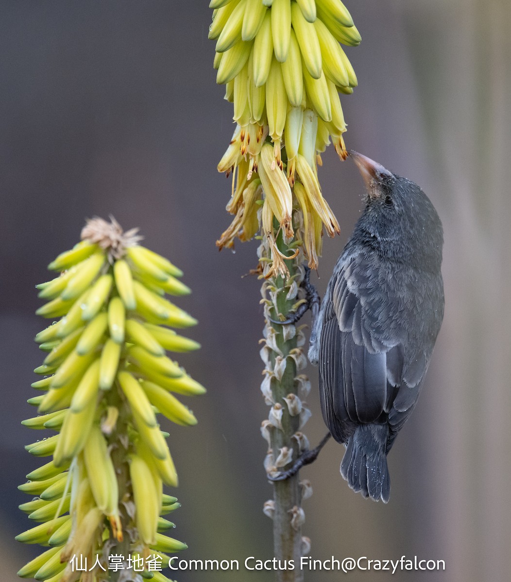 Common Cactus-Finch - ML623824638