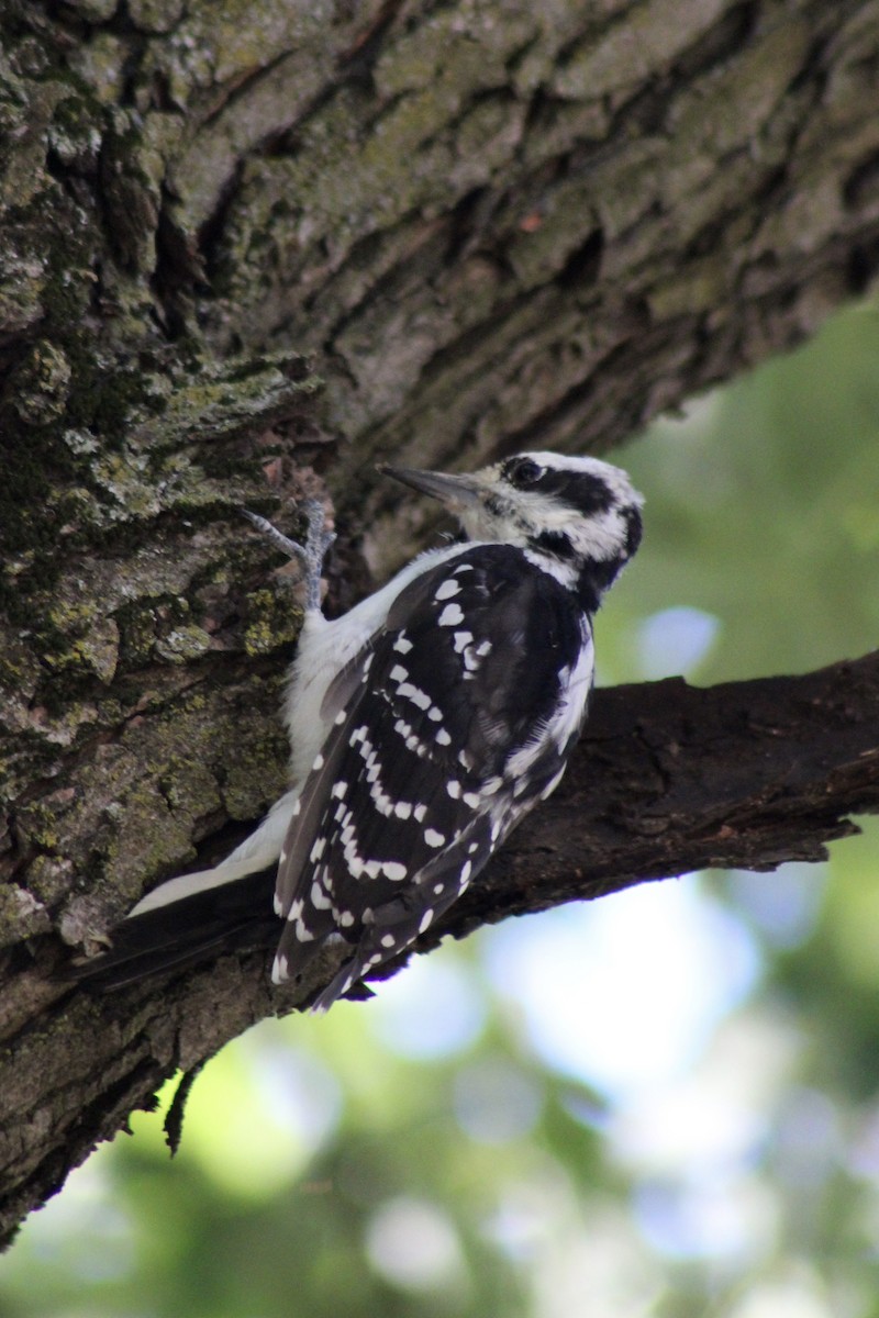 Hairy Woodpecker - ML623824640