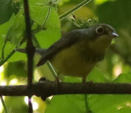 Canada Warbler - ML623824642