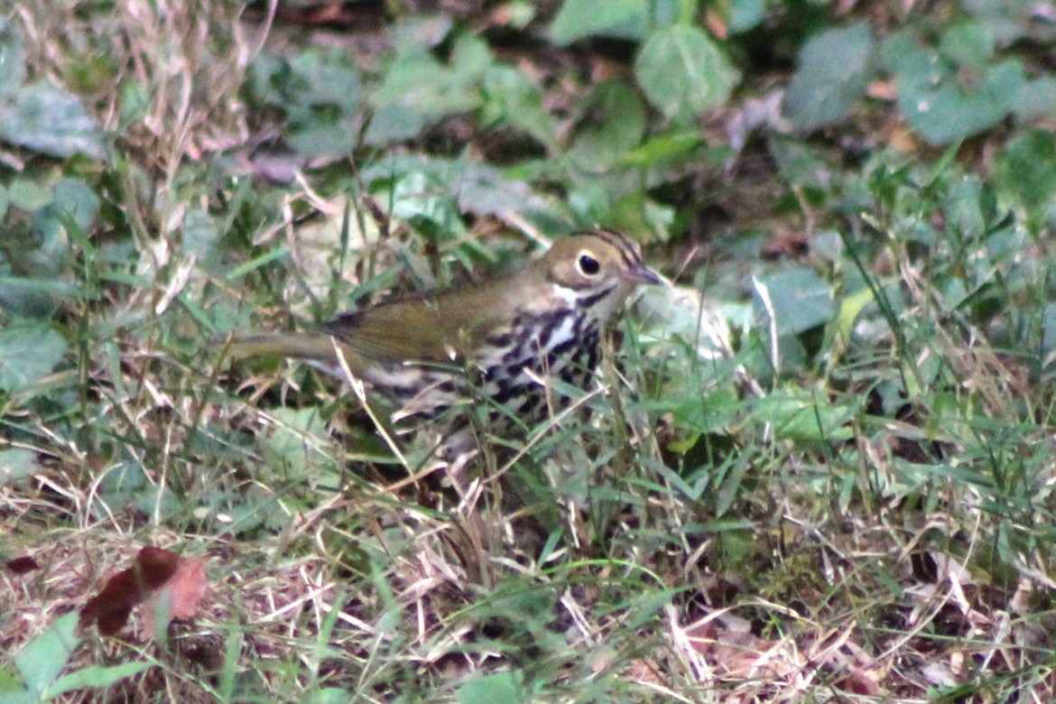 Ovenbird - ML623824644