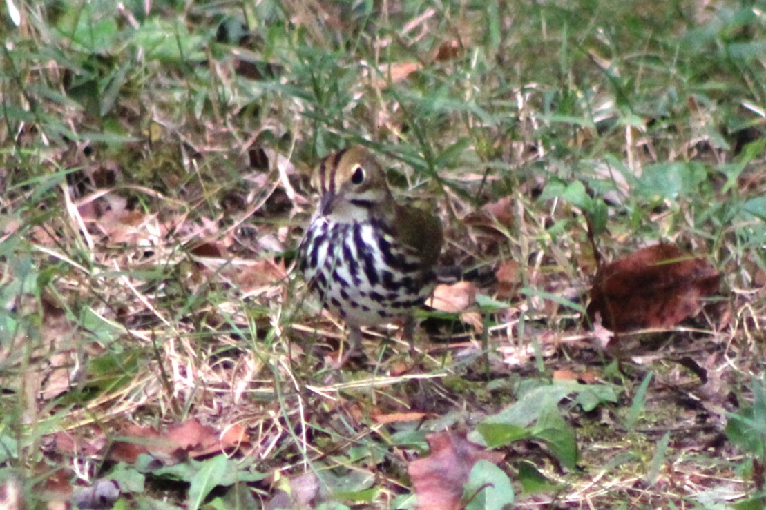 Ovenbird - ML623824648