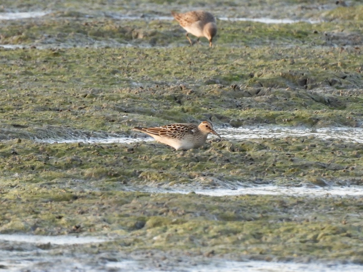 Pectoral Sandpiper - ML623824650