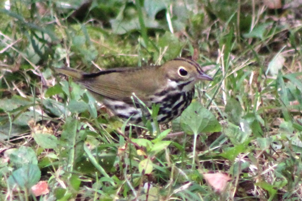 Ovenbird - Kenneth Showalter