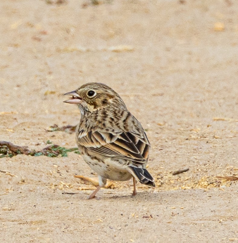 Vesper Sparrow - ML623824654