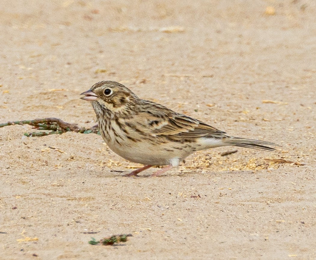 Vesper Sparrow - ML623824655