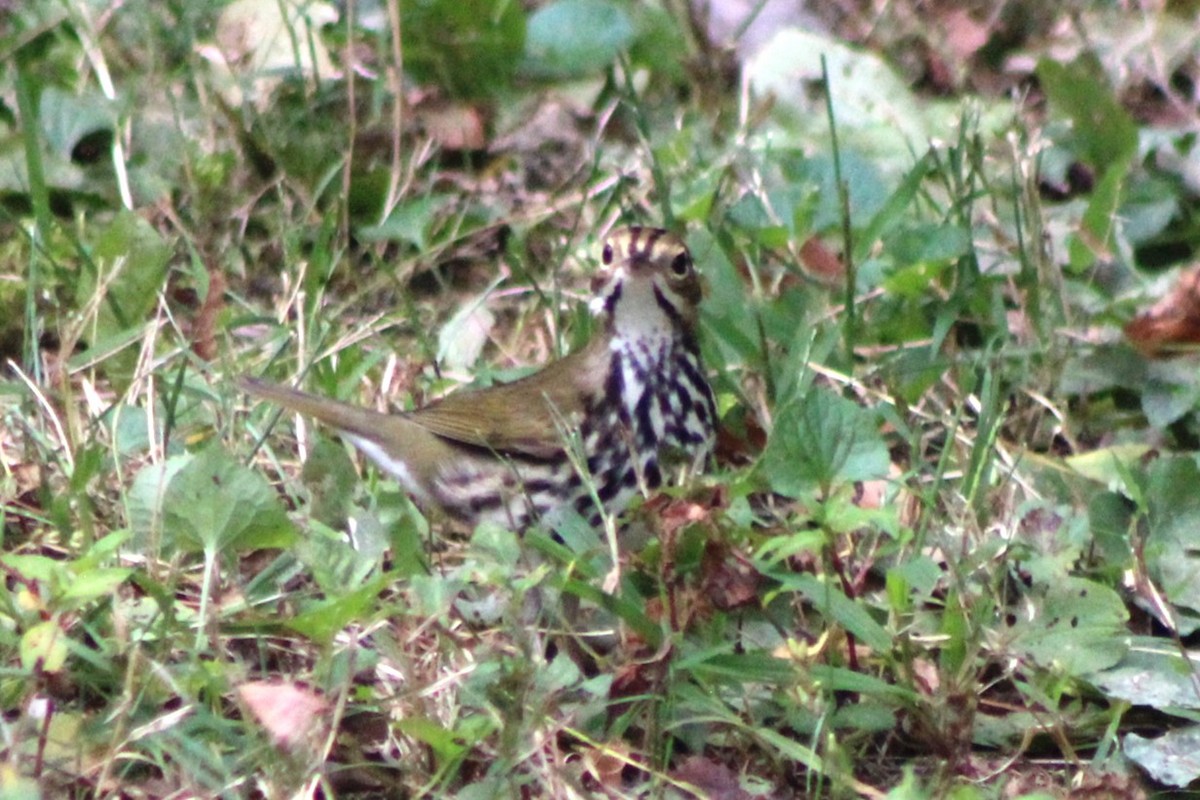 Ovenbird - ML623824656