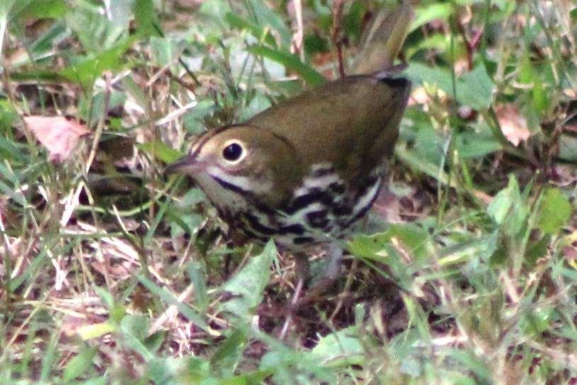 Ovenbird - ML623824659