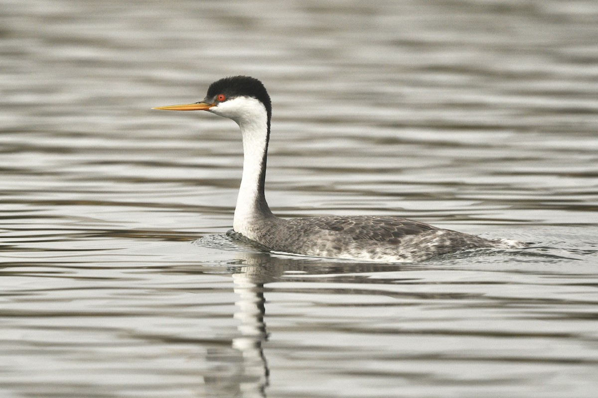 Western x Clark's Grebe (hybrid) - ML623824670