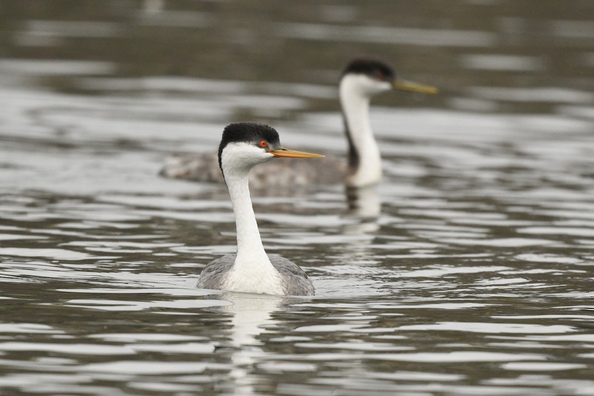 Western x Clark's Grebe (hybrid) - ML623824671