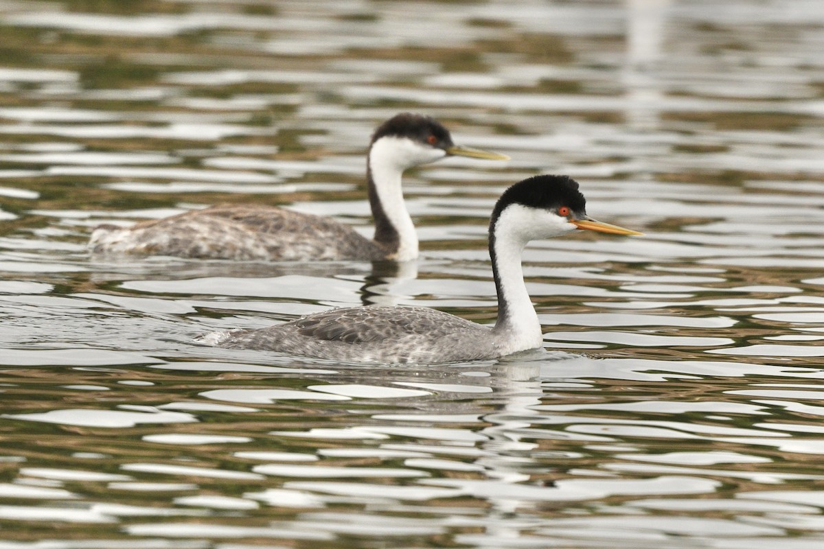 Western x Clark's Grebe (hybrid) - ML623824674