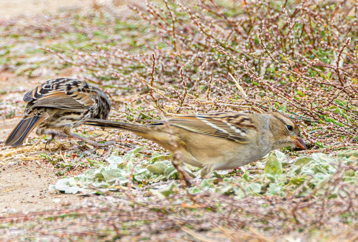 White-crowned Sparrow - ML623824680