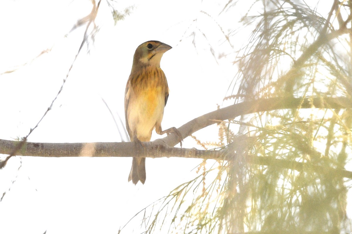 Dickcissel - ML623824685