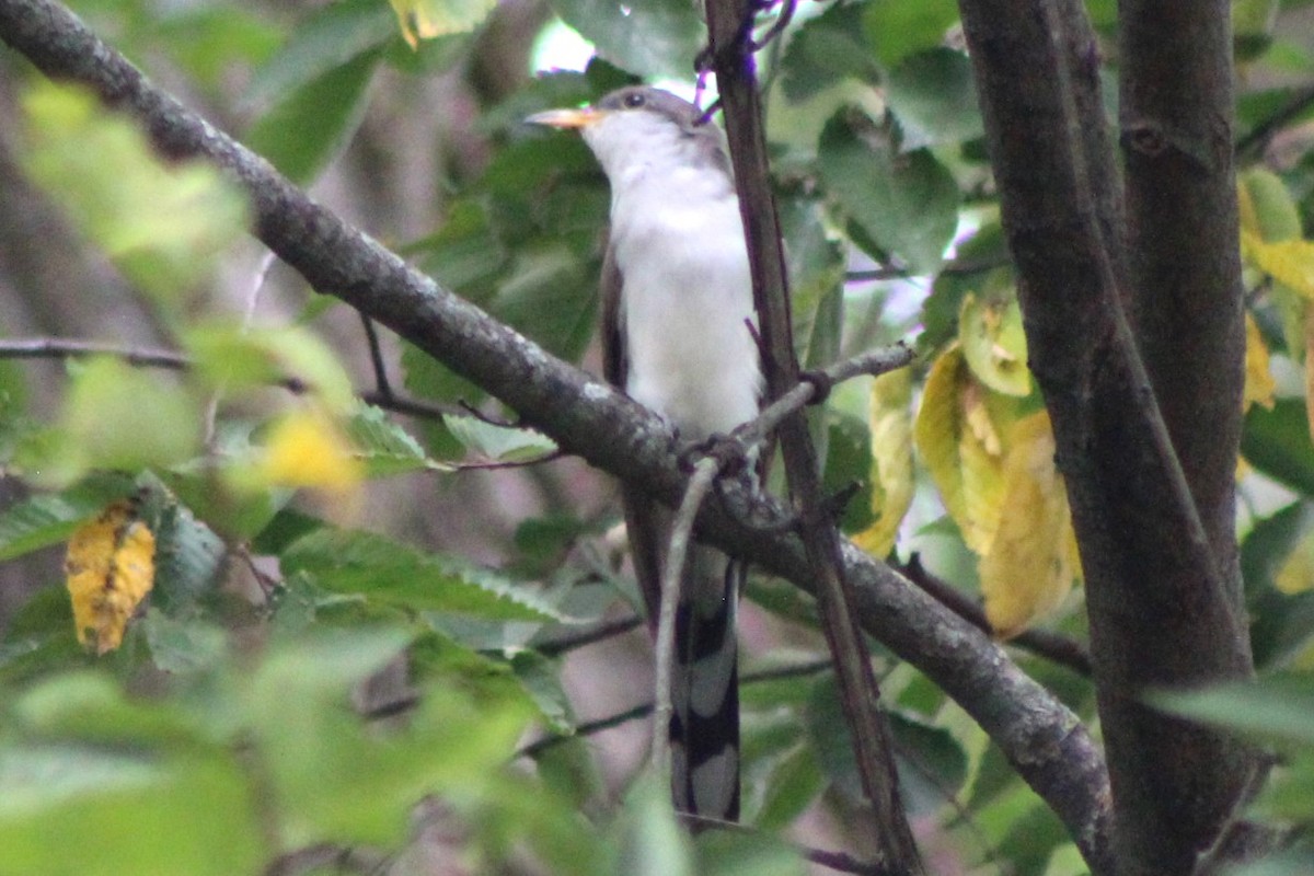 Yellow-billed Cuckoo - ML623824687