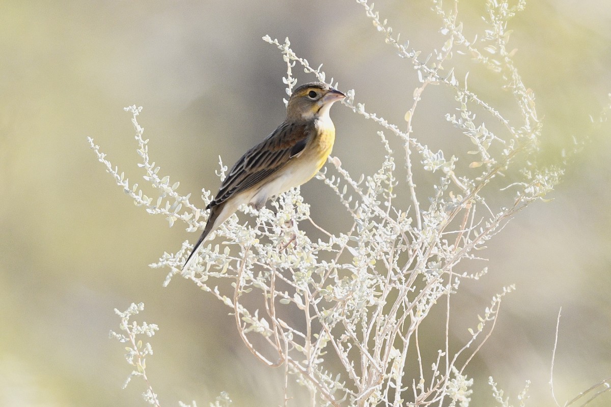 Dickcissel - ML623824689