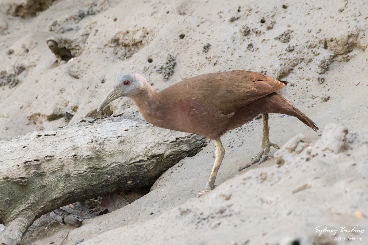 Chestnut Rail - Chris Rehberg  | Sydney Birding