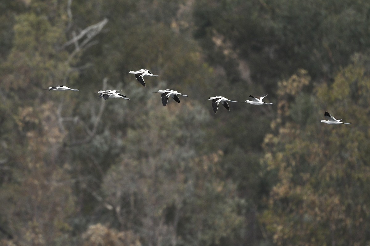 American Avocet - Jim Pawlicki