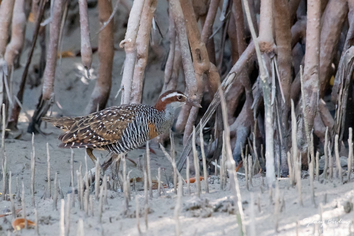 Buff-banded Rail - ML623824711