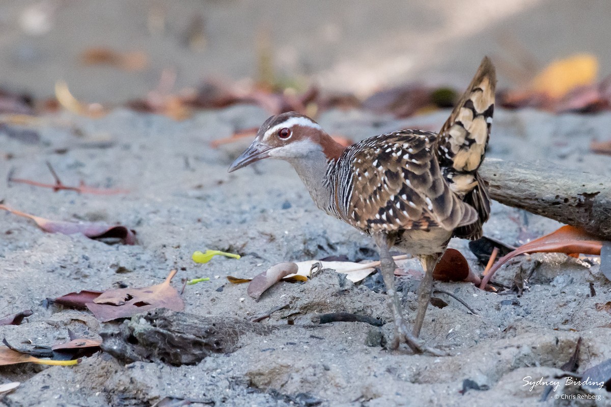 Buff-banded Rail - ML623824712