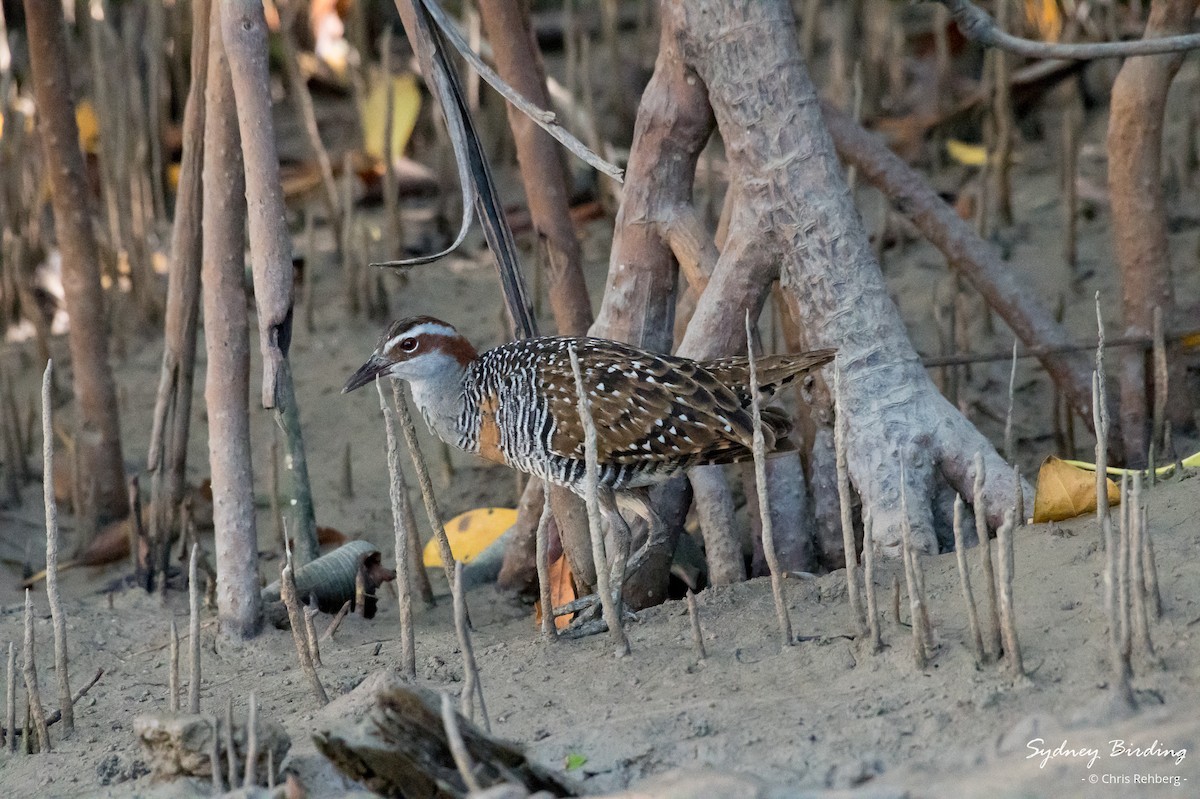 Buff-banded Rail - ML623824713