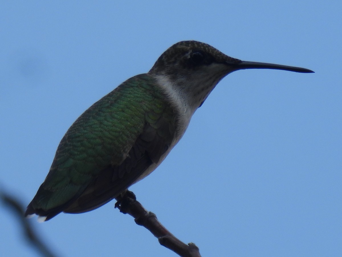 Ruby-throated Hummingbird - ML623824714