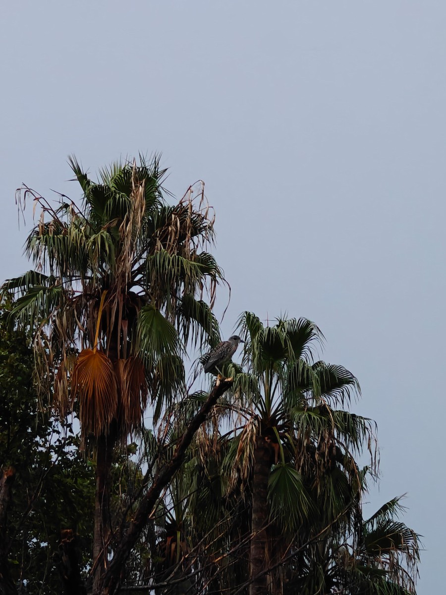 Yellow-crowned Night Heron - ML623824715