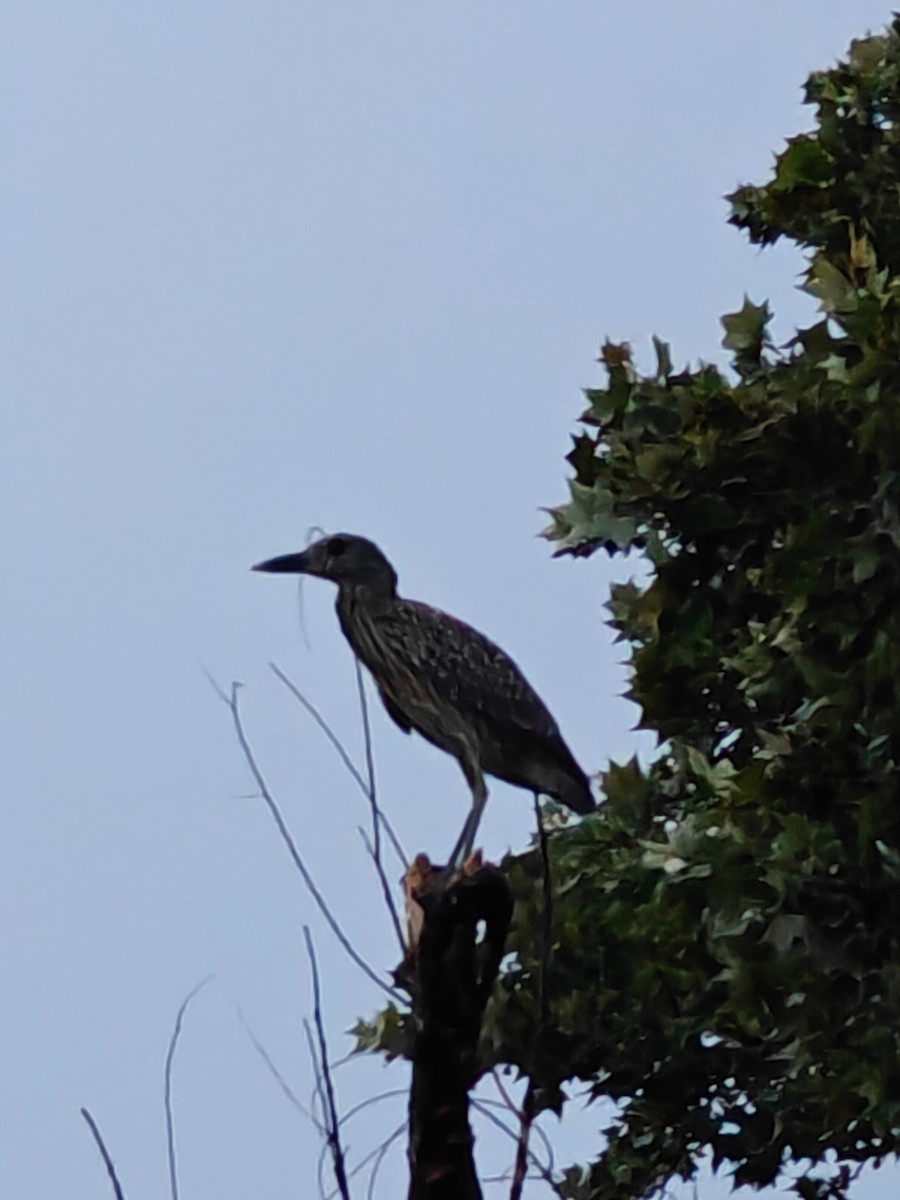 Yellow-crowned Night Heron - ML623824716